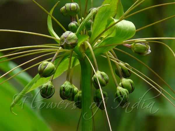 Fiji Arrowroot